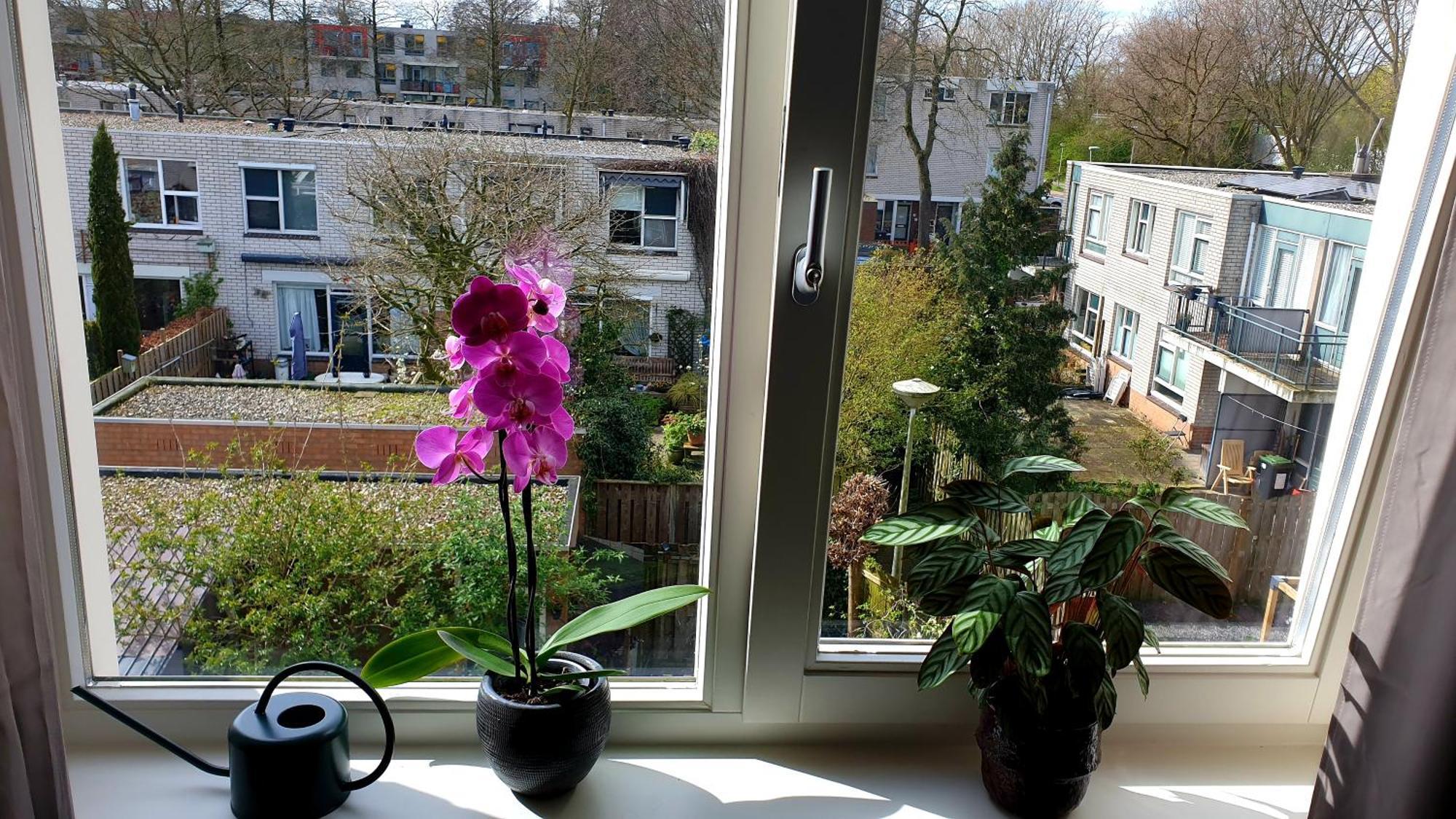 Amor Guesthouse Amsterdam Extérieur photo